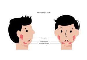 Salivary gland concept