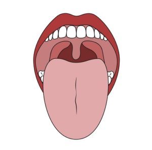 Human Mouth and Tongue.