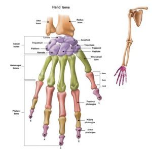 Bones of the human hand with the name and description of all sit