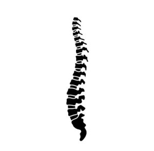 Vector human spine