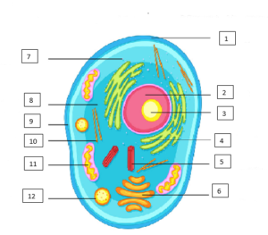 Animal Cell Labeling 1