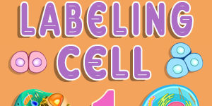 Animal Cell Labeling Quiz 1 Animal Cell Labeling Quiz 1