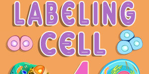 Animal Cell Labeling Quiz 4