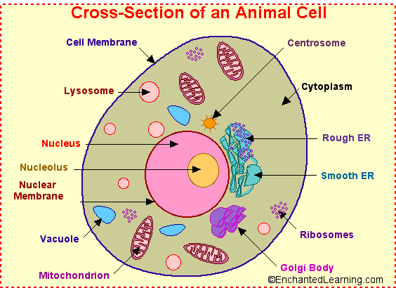 Animal Cell Labeling Quiz 01