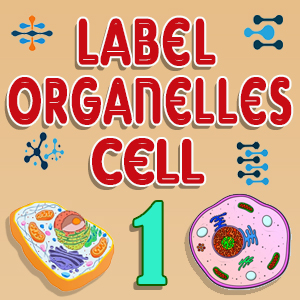 Label Cell Organelles Quiz 1