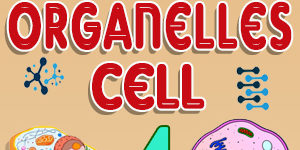 Label Cell Organelles Quiz 4