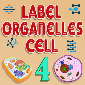 Label Cell Organelles Quiz 4