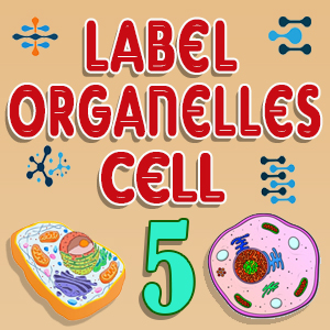 Label Cell Organelles Quiz 5