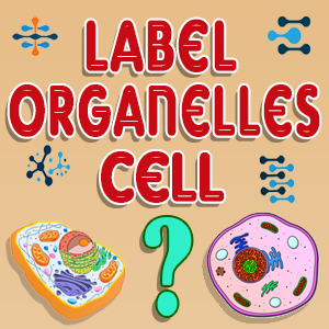 Label Cell Organelles Quiz