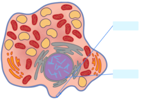 cell membrane, nucleus