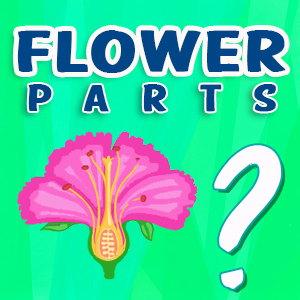 Flower Parts Quiz