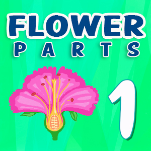 Flower parts Quiz 1 Flower parts Quiz 1