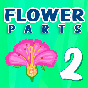 Flower parts Quiz 2 Flower parts Quiz 2