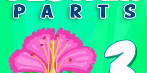 Flower parts Quiz 3 Flower parts Quiz 3