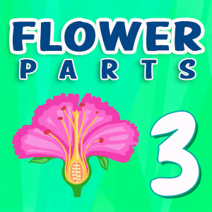 Flower parts Quiz 3 Flower parts Quiz 3