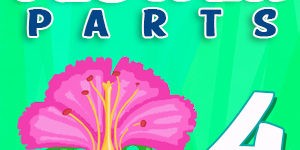 Flower parts Quiz 4 Flower parts Quiz 4