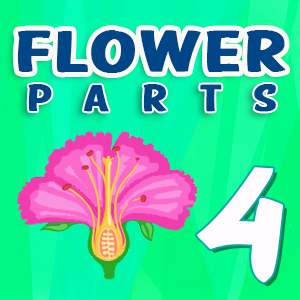 Flower parts Quiz 4 Flower parts Quiz 4