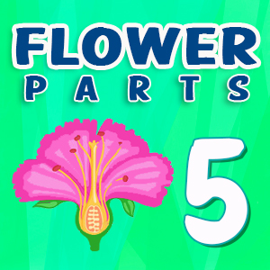 Flower parts Quiz 5 Flower parts Quiz 5