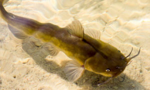 Brown bullhead catfish