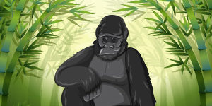 Gorilla-Animal-Quiz Gorilla-Animal-Quiz