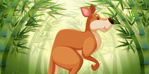 Kangaroo-Animal-Quiz Kangaroo-Animal-Quiz
