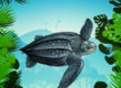 Leatherback-Turtle-Endangered-Animal-quiz