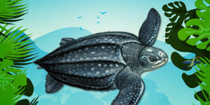 Leatherback-Turtle-Endangered-Animal-quiz Leatherback-Turtle-Endangered-Animal-quiz