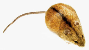 Striped field mouse