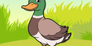 duck-pet-animal-quiz