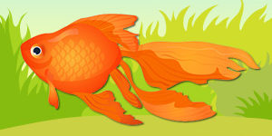 goldfish-pet-animal-quiz