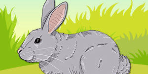 rabbit-pet-animal-quiz