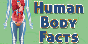 Human Body Facts