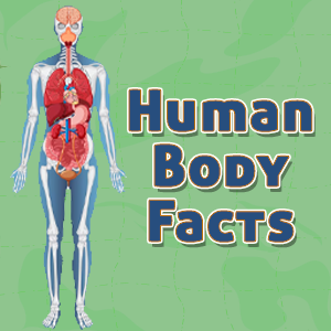 Human Body Facts