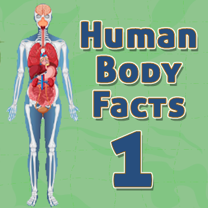 Human Body Facts1