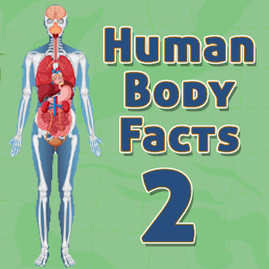 Human Body Facts2