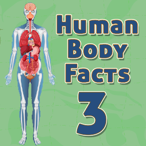 Human Body Facts3