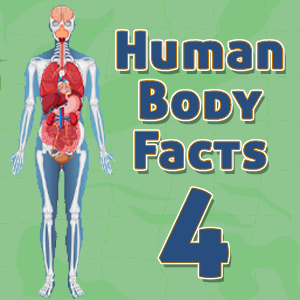 Human Body Facts4