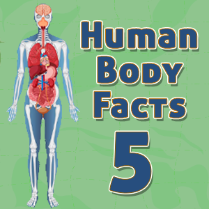 Human Body Facts5