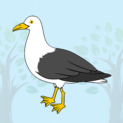 Albatross Bird Quiz