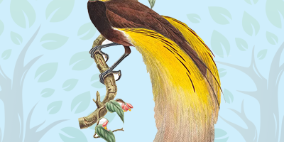 Bird Of Paradise Quiz