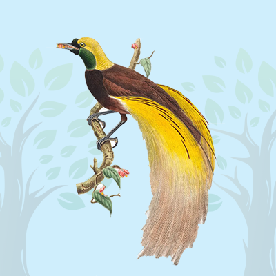 Bird Of Paradise Quiz