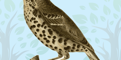 Brown Thrasher Quiz for kids