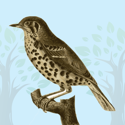 Brown Thrasher Quiz for kids