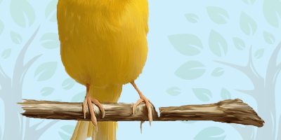 Canary Quiz