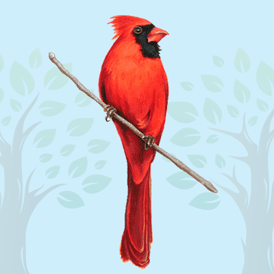 Cardinal Quiz