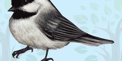 Chickadee Chickadee Quiz
