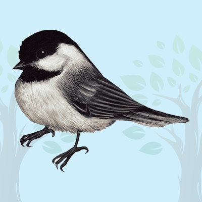 Chickadee Quiz