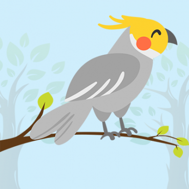 Cockatoo Cockatoo Quiz