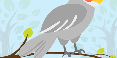 Cockatoo Cockatoo Quiz