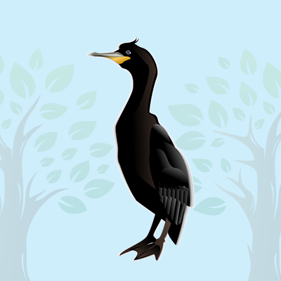Cormorant Quiz